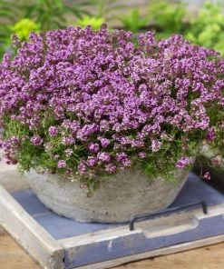 Garden Goods Direct Red Creeping Thyme Perennials 7 Garden Goods Direct Red Creeping Thyme Perennials