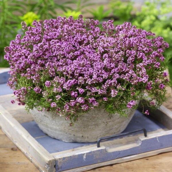 Garden Goods Direct Red Creeping Thyme Perennials 4 Garden Goods Direct Red Creeping Thyme Perennials