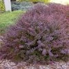 Garden Goods Direct Crimson Pygmy Barberry Shrubs