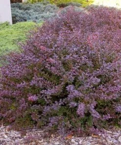 Garden Goods Direct Crimson Pygmy Barberry Shrubs