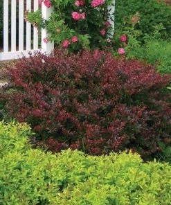 Garden Goods Direct Crimson Pygmy Barberry Shrubs