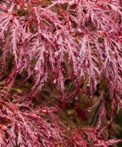Garden Goods Direct Crimson Queen Japanese Maple 7 Garden Goods Direct Crimson Queen Japanese Maple
