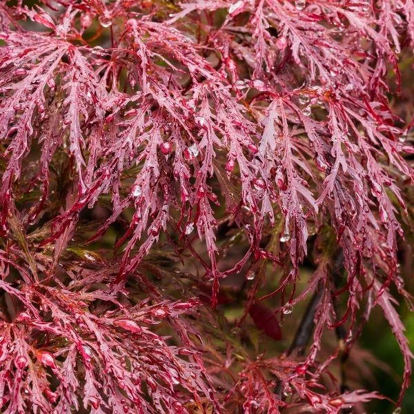 Garden Goods Direct Crimson Queen Japanese Maple 3 Garden Goods Direct Crimson Queen Japanese Maple