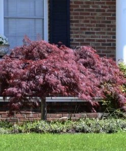 Garden Goods Direct Crimson Queen Japanese Maple