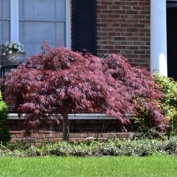 Garden Goods Direct Crimson Queen Japanese Maple 2 Garden Goods Direct Crimson Queen Japanese Maple