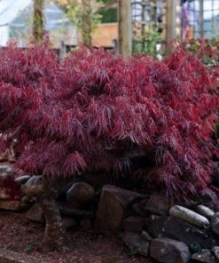Garden Goods Direct Crimson Queen Japanese Maple 9 Garden Goods Direct Crimson Queen Japanese Maple