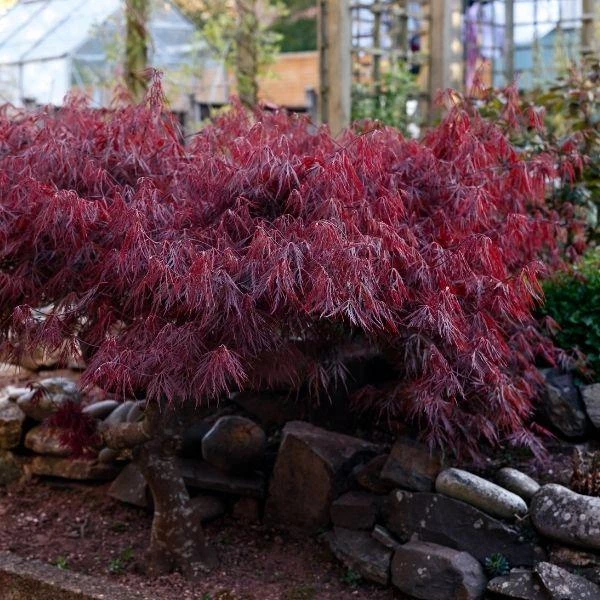 Garden Goods Direct Crimson Queen Japanese Maple 5 Garden Goods Direct Crimson Queen Japanese Maple