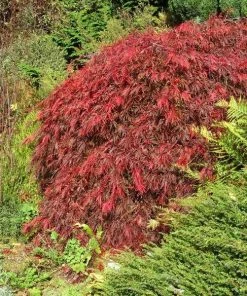 Garden Goods Direct Crimson Queen Japanese Maple 8 Garden Goods Direct Crimson Queen Japanese Maple