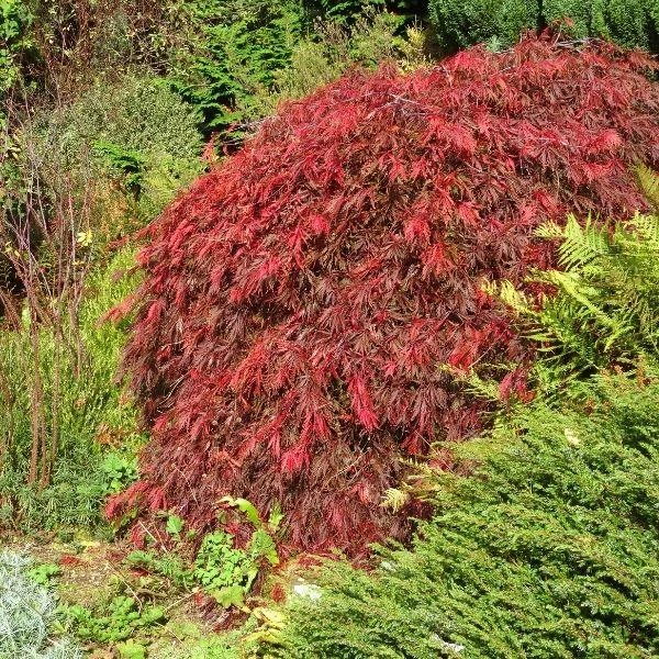 Garden Goods Direct Crimson Queen Japanese Maple 4 Garden Goods Direct Crimson Queen Japanese Maple