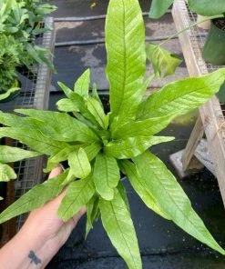 Garden Goods Direct Crocodile Fern House Plants 7 Garden Goods Direct Crocodile Fern House Plants