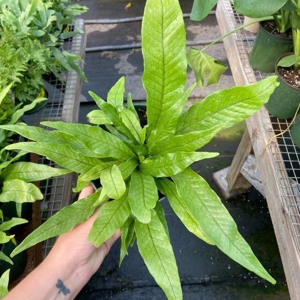 Garden Goods Direct Crocodile Fern House Plants 4 Garden Goods Direct Crocodile Fern House Plants