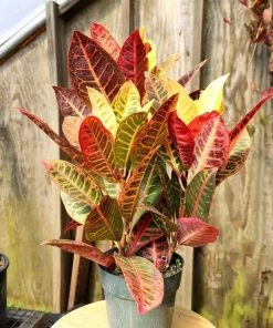 Garden Goods Direct House Plants Croton Petra