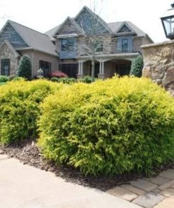 Garden Goods Direct Gold Mop Cypress