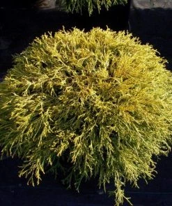 Garden Goods Direct Shrubs Gold Thread Cypress