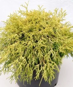 Garden Goods Direct Shrubs Gold Thread Cypress