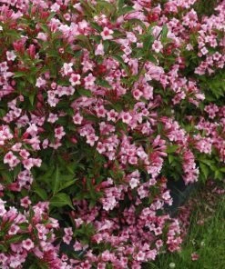 Garden Goods Direct Shrubs Proven Winners® Color Choice® Czechmark Twopink® Weigela