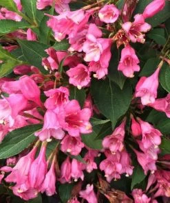Garden Goods Direct Shrubs Proven Winners® Color Choice® Czechmark Twopink® Weigela