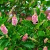 Garden Goods Direct Clethra Ruby Spice