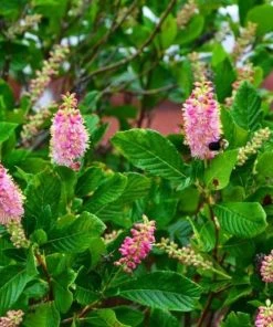 Garden Goods Direct Clethra Ruby Spice