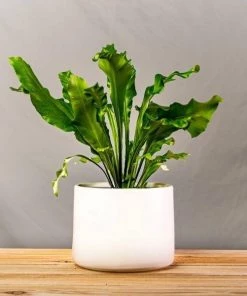 Garden Goods Direct Bird's Nest Fern House Plants 19 Garden Goods Direct Bird's Nest Fern House Plants