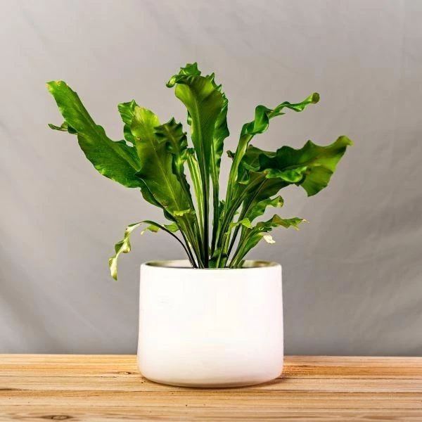 Garden Goods Direct Bird's Nest Fern House Plants 6 Garden Goods Direct Bird's Nest Fern House Plants