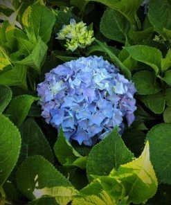 Garden Goods Direct Shrubs Proven Winners® Color Choice® Let's Dance® Rhythmic Blue® Hydrangea