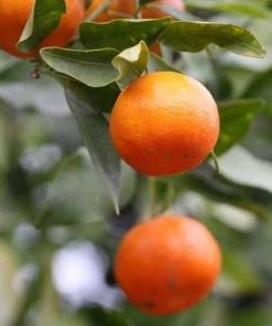 Garden Goods Direct Dancy Tangerine Tree