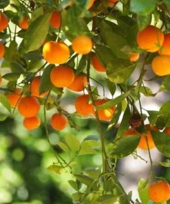 Garden Goods Direct Dancy Tangerine Tree
