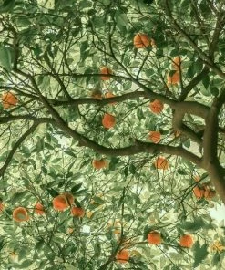 Garden Goods Direct Dancy Tangerine Tree