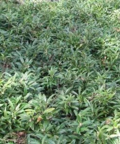 Garden Goods Direct Sarcococca Hookeriana Shrubs