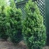 Garden Goods Direct Dee Runk Boxwood Shrubs