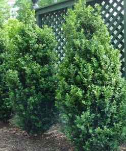 Garden Goods Direct Dee Runk Boxwood Shrubs