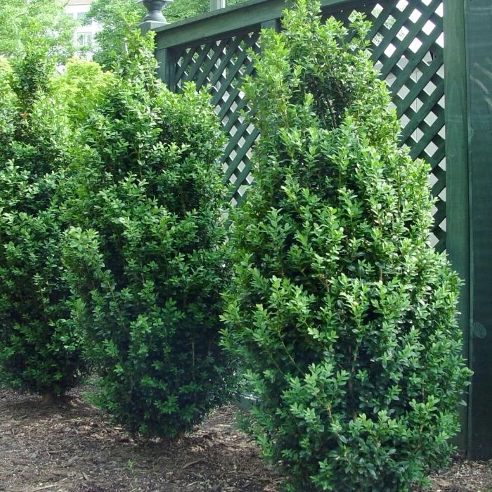 Garden Goods Direct Dee Runk Boxwood Shrubs 1 Garden Goods Direct Dee Runk Boxwood Shrubs