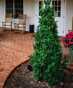 Garden Goods Direct Dee Runk Boxwood Shrubs