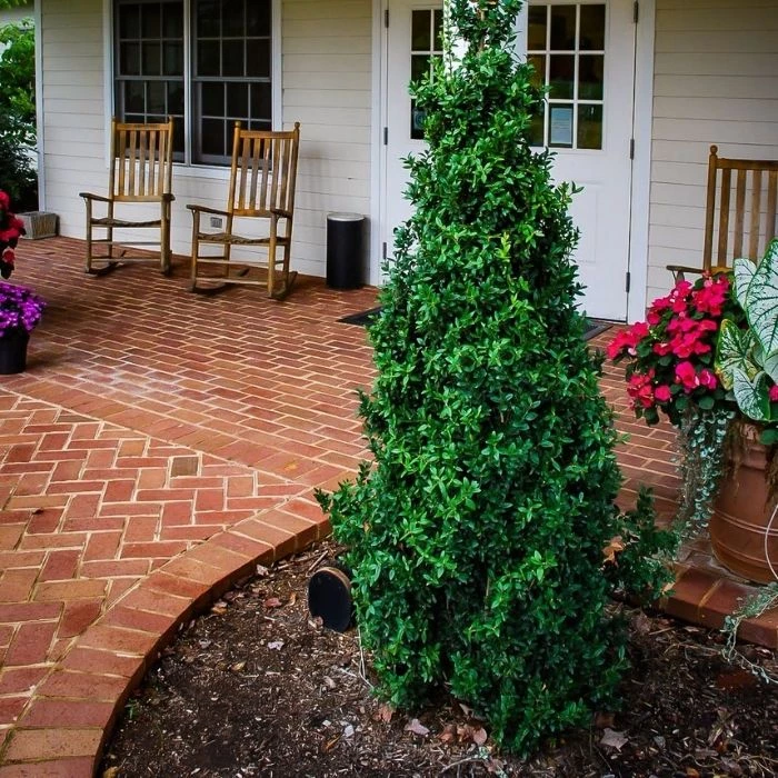 Garden Goods Direct Dee Runk Boxwood Shrubs 2 Garden Goods Direct Dee Runk Boxwood Shrubs