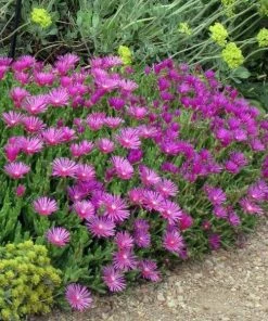 Garden Goods Direct Delosperma Cooperi Perennials