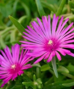 Garden Goods Direct Delosperma Cooperi Perennials