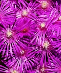 Garden Goods Direct Delosperma Cooperi Perennials