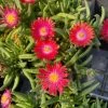 Garden Goods Direct Perennials Delosperma Jewel Of The Desert Garnet