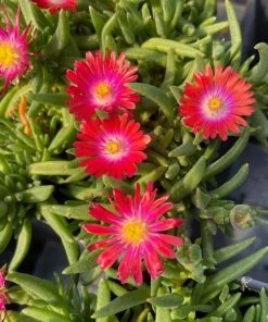 Garden Goods Direct Perennials Delosperma Jewel Of The Desert Garnet