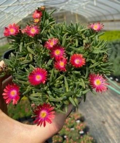 Garden Goods Direct Perennials Delosperma Jewel Of The Desert Garnet