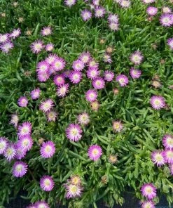 Garden Goods Direct Perennials Delosperma Jewel Of The Desert Rose