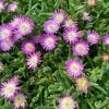 Garden Goods Direct Perennials Delosperma Jewel Of The Desert Rose