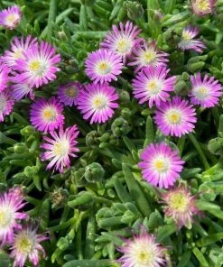 Garden Goods Direct Perennials Delosperma Jewel Of The Desert Rose