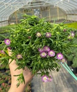 Garden Goods Direct Perennials Delosperma Jewel Of The Desert Rose