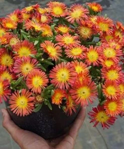 Garden Goods Direct Perennials Delosperma Fire Wonder