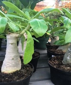 Garden Goods Direct House Plants Desert Rose Plants