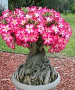 Garden Goods Direct House Plants Desert Rose Plants