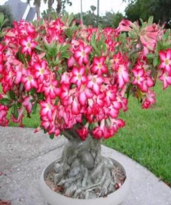 Garden Goods Direct House Plants Desert Rose Plants