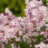 Garden Goods Direct Proven Winners® Color Choice® Yuki Cherry Blossom® Deutzia